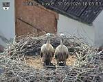 Capi_Dubne_20260630_180503.jpg