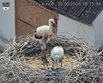 Capi_Dubne_20260630_181504.jpg