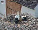 Capi_Dubne_20260630_193004.jpg