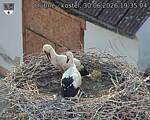 Capi_Dubne_20260630_193504.jpg