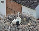 Capi_Dubne_20260630_195003.jpg