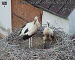 Capi_Dubne_20260630_201503.jpg