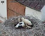 Capi_Dubne_20260630_202003.jpg