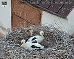 Capi_Dubne_20260630_203004.jpg