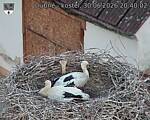 Capi_Dubne_20260630_204002.jpg