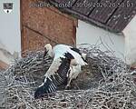 Capi_Dubne_20260630_205003.jpg
