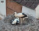 Capi_Dubne_20260630_205502.jpg