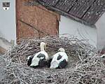 Capi_Dubne_20260630_211004.jpg