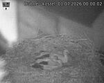 Capi_Dubne_20260701_000002.jpg