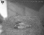 Capi_Dubne_20260701_002002.jpg