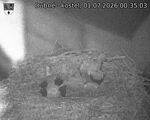 Capi_Dubne_20260701_003503.jpg