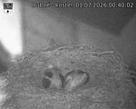 Capi_Dubne_20260701_004002.jpg