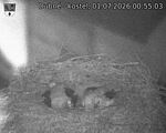 Capi_Dubne_20260701_005503.jpg