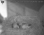 Capi_Dubne_20260701_011003.jpg