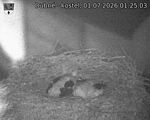 Capi_Dubne_20260701_012503.jpg
