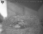 Capi_Dubne_20260701_021002.jpg