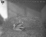 Capi_Dubne_20260701_024503.jpg