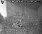 Capi_Dubne_20260701_025003.jpg