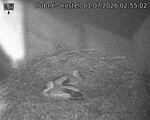Capi_Dubne_20260701_025502.jpg