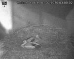 Capi_Dubne_20260701_030002.jpg