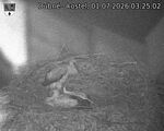 Capi_Dubne_20260701_032502.jpg