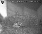 Capi_Dubne_20260701_041002.jpg