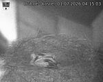 Capi_Dubne_20260701_041503.jpg