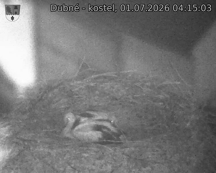 Capi_Dubne_20260701_041503.jpg (1350&nbsp;x&nbsp;1080)