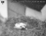 Capi_Dubne_20260701_044003.jpg