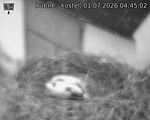 Capi_Dubne_20260701_044502.jpg