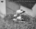 Capi_Dubne_20260701_045503.jpg