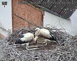 Capi_Dubne_20260701_050003.jpg