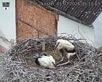 Capi_Dubne_20260701_051003.jpg