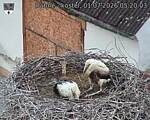 Capi_Dubne_20260701_052003.jpg