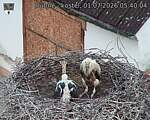 Capi_Dubne_20260701_054004.jpg