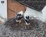 Capi_Dubne_20260701_055003.jpg