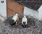Capi_Dubne_20260701_055503.jpg