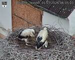 Capi_Dubne_20260701_060503.jpg