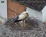 Capi_Dubne_20260701_061003.jpg