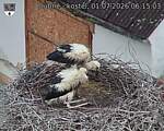 Capi_Dubne_20260701_061503.jpg