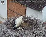 Capi_Dubne_20260701_062504.jpg