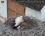 Capi_Dubne_20260701_063003.jpg