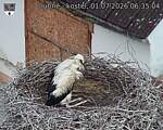 Capi_Dubne_20260701_063504.jpg
