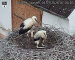 Capi_Dubne_20260701_070003.jpg