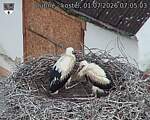 Capi_Dubne_20260701_070503.jpg