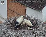 Capi_Dubne_20260701_071003.jpg