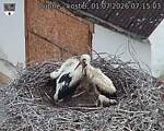 Capi_Dubne_20260701_071503.jpg