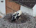 Capi_Dubne_20260701_072502.jpg