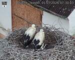 Capi_Dubne_20260701_073003.jpg