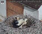 Capi_Dubne_20260701_074503.jpg